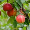 Pink Lady Apple Tree Live Plant – 2 Feet Tall – Sweet Red Apple Fruit - Image 1