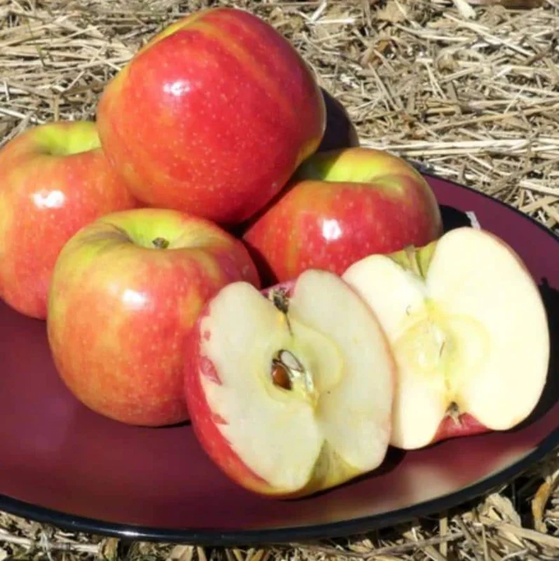 Pink Lady Apple Tree Live Plant – Hardy Fruit Tree for Home Gardens – 24 Inch Tall - Image 1