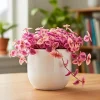 Pink Lady Callisia Repens Live Plant - Pink Turtle Vine - Indoor Trailing Houseplant - Image 1