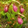 Pink Lady's Slipper Bulb for Planting - 1 Bare Root Cypripedium Acaule - Blooming Size Pink Lady's Slipper Bulb for Planting - 1 Bare Root Cypripedium Acaule - Blooming Size - Image 1
