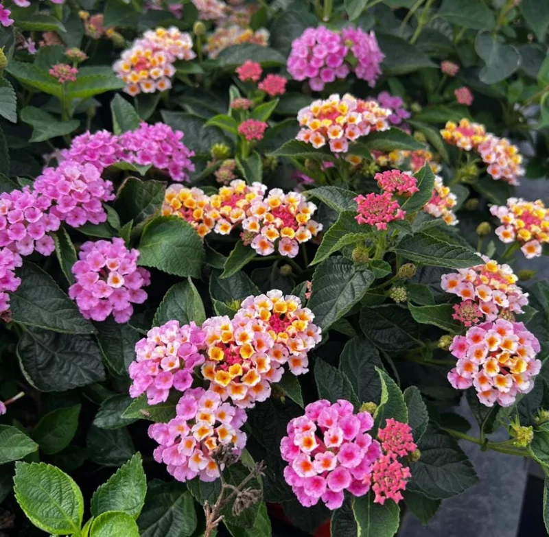 Pink Lantana Live Plant 4-6 Inch Tall - Fragrant Perennial Flowers for Garden Pink Lantana Live Plant 4-6 Inch Tall - Fragrant Perennial Flowers for Garden - Image 2