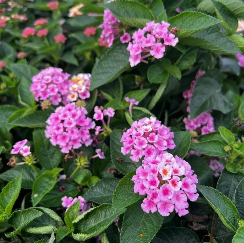 Pink Lantana Live Plant 4-6 Inch Tall - Fragrant Perennial Flowers for Garden Pink Lantana Live Plant 4-6 Inch Tall - Fragrant Perennial Flowers for Garden - Image 3