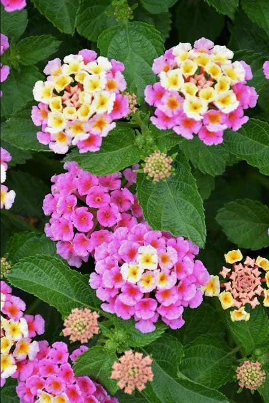 Pink Lantana Live Plant 4-6 Inch Tall - Fragrant Perennial Flowers for Garden Pink Lantana Live Plant 4-6 Inch Tall - Fragrant Perennial Flowers for Garden - Image 4