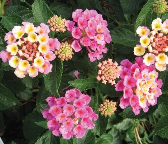 Pink Lantana Live Plant 4-6 Inch Tall - Fragrant Perennial Flowers for Garden Pink Lantana Live Plant 4-6 Inch Tall - Fragrant Perennial Flowers for Garden - Image 1