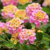 Pink Lantana Live Plant 5-7" Tall Starter – Vibrant Outdoor Flower - Image 1