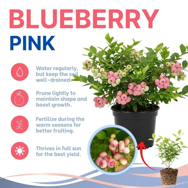Pink Lemonade Blueberry Live Plant, 4-9 Inches Tall, Hardy Fruiting Bush Pink Lemonade Blueberry Live Plant, 4-9 Inches Tall, Hardy Fruiting Bush - Image 2