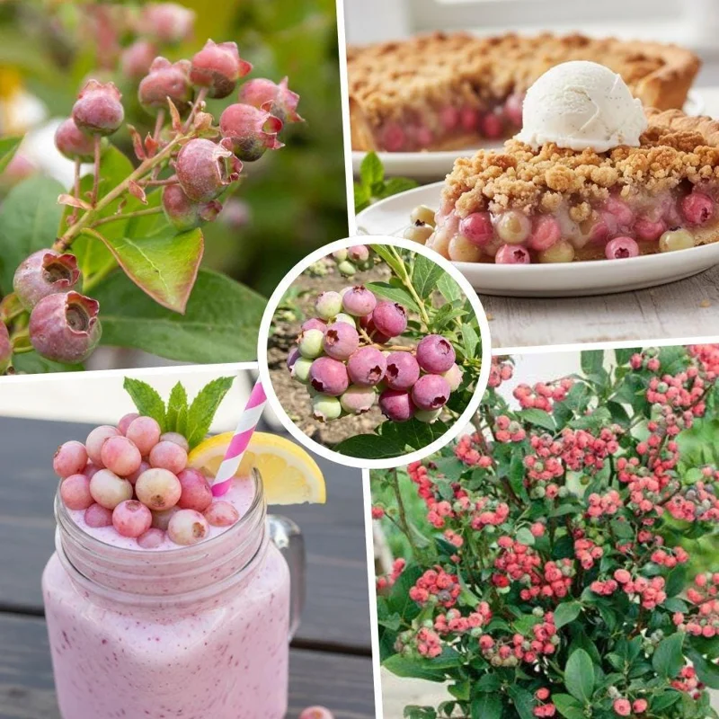 Pink Lemonade Blueberry Live Plant, 4-9 Inches Tall, Hardy Fruiting Bush Pink Lemonade Blueberry Live Plant, 4-9 Inches Tall, Hardy Fruiting Bush - Image 3