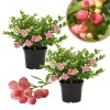 Pink Lemonade Blueberry Live Plant, 4-9 Inches Tall, Hardy Fruiting Bush - Image 1