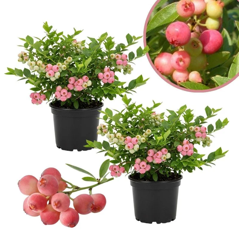 Pink Lemonade Blueberry Live Plant, 4-9 Inches Tall, Hardy Fruiting Bush Pink Lemonade Blueberry Live Plant, 4-9 Inches Tall, Hardy Fruiting Bush - Image 1
