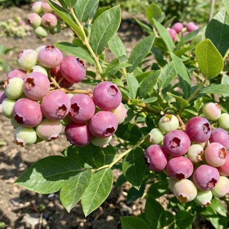 Pink Lemonade Blueberry Live Plant, 4-9 Inches Tall, Hardy Fruiting Bush Pink Lemonade Blueberry Live Plant, 4-9 Inches Tall, Hardy Fruiting Bush - Image 5