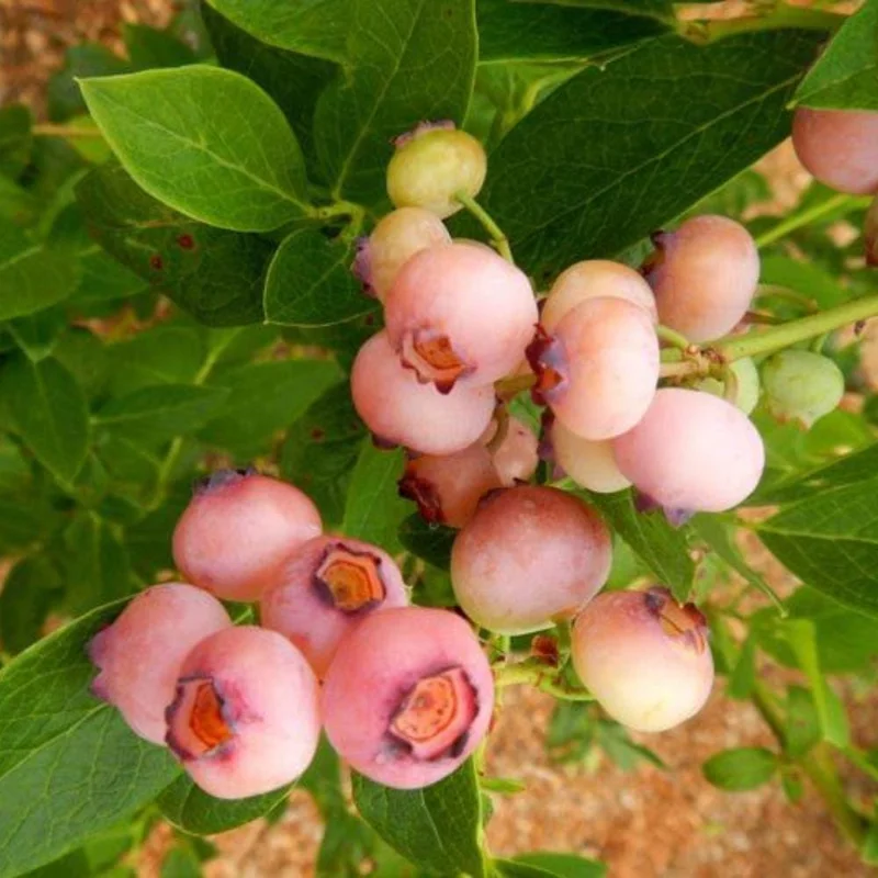 Pink Lemonade Blueberry Live Plant, 4-9 Inches Tall, Hardy Fruiting Bush Pink Lemonade Blueberry Live Plant, 4-9 Inches Tall, Hardy Fruiting Bush - Image 6