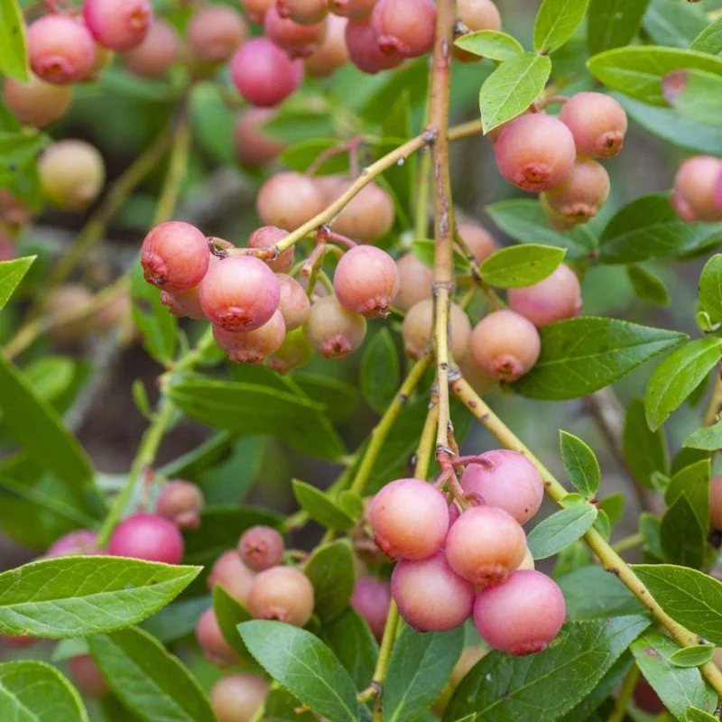 Pink Lemonade Blueberry Live Plant, 4-9 Inches Tall, Hardy Fruiting Bush Pink Lemonade Blueberry Live Plant, 4-9 Inches Tall, Hardy Fruiting Bush - Image 7