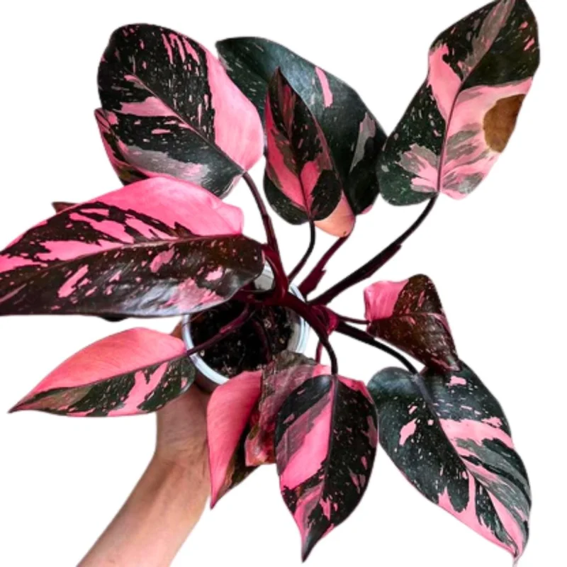 Pink Marble Philodendron Live Plant – Variegated Houseplant – 4-7 Inch Pink Marble Philodendron Live Plant – Variegated Houseplant – 4-7 Inch - Image 2