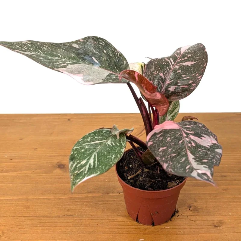 Pink Marble Philodendron Live Plant – Variegated Houseplant – 4-7 Inch Pink Marble Philodendron Live Plant – Variegated Houseplant – 4-7 Inch - Image 3