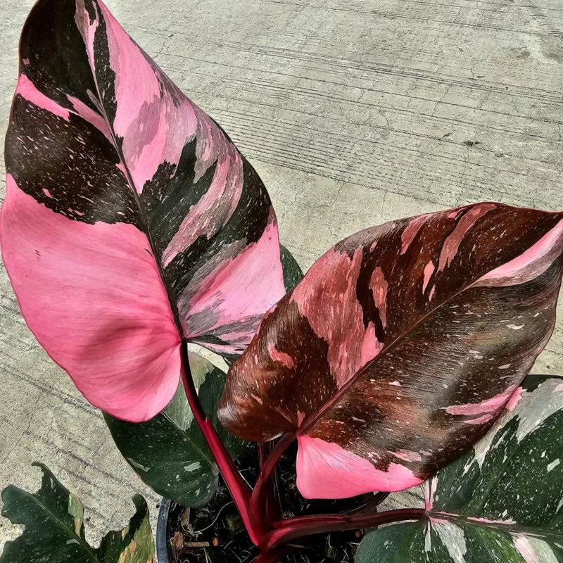 Pink Marble Philodendron Live Plant – Variegated Houseplant – 4-7 Inch Pink Marble Philodendron Live Plant – Variegated Houseplant – 4-7 Inch - Image 4