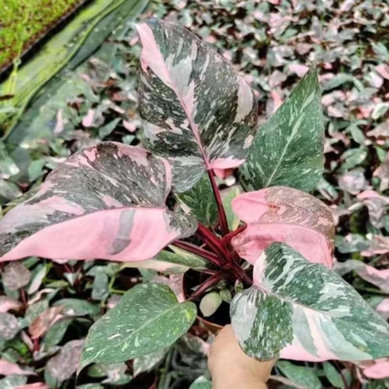 Pink Marble Philodendron Live Plant – Variegated Houseplant – 4-7 Inch Pink Marble Philodendron Live Plant – Variegated Houseplant – 4-7 Inch - Image 5