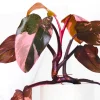 Pink Marble Philodendron Live Plant – Variegated Houseplant – 4-7 Inch Pink Marble Philodendron Live Plant – Variegated Houseplant – 4-7 Inch - Image 1