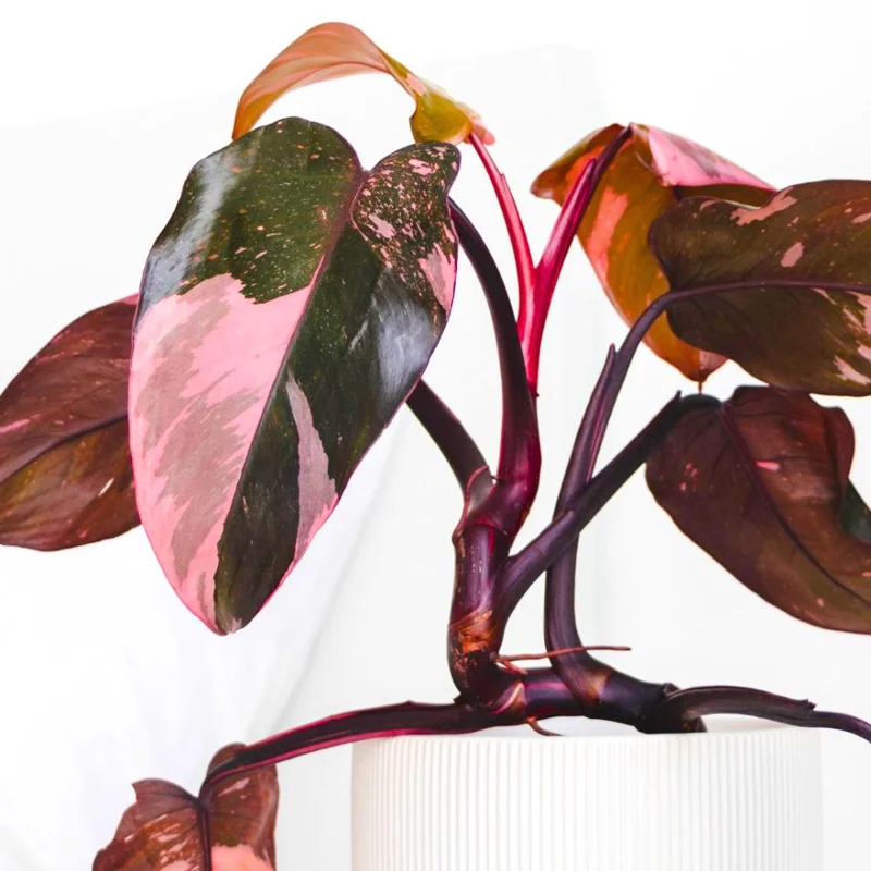 Pink Marble Philodendron Live Plant – Variegated Houseplant – 4-7 Inch Pink Marble Philodendron Live Plant – Variegated Houseplant – 4-7 Inch - Image 1