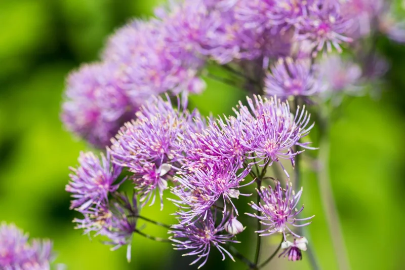 Pink Meadowrue Seeds - Thalictrum Aquilegiifolium - 50 Count - Fluffy Pink Flowers - Outdoor Perennial - Image 2
