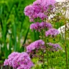 Pink Meadowrue Seeds - Thalictrum Aquilegiifolium - 50 Count - Fluffy Pink Flowers - Outdoor Perennial - Image 1