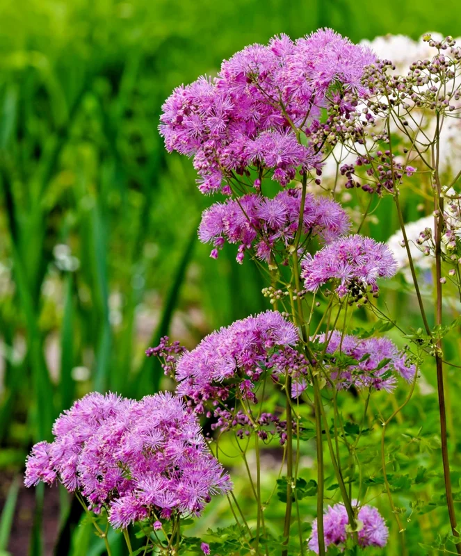 Pink Meadowrue Seeds - Thalictrum Aquilegiifolium - 50 Count - Fluffy Pink Flowers - Outdoor Perennial - Image 1