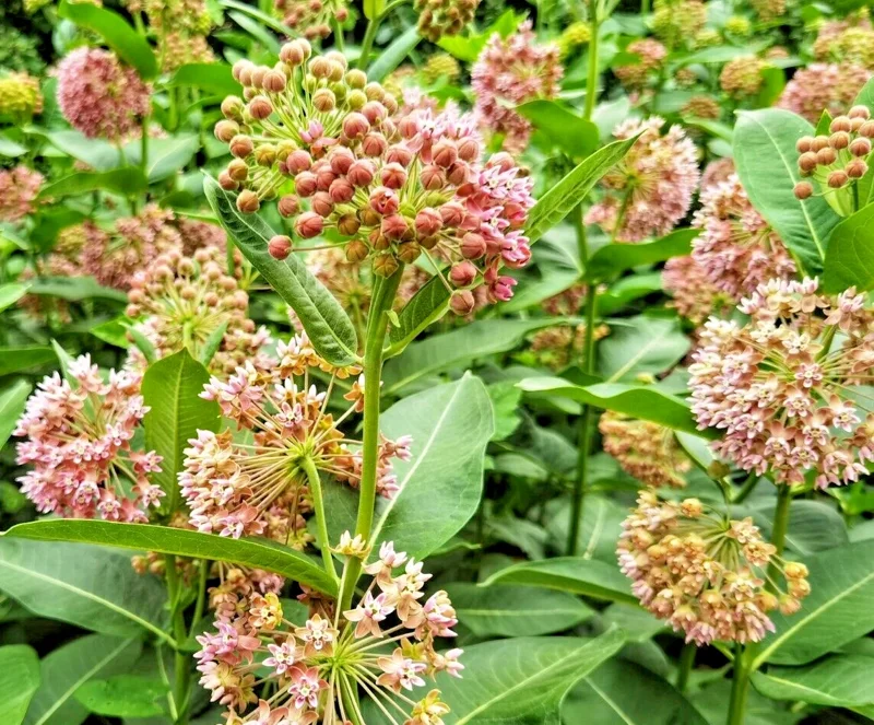 Pink Milkweed Seeds - Asclepias Syriaca, 101 Seeds, Monarch Butterfly Host Plant - Image 2
