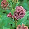 Pink Milkweed Seeds - Asclepias Syriaca, 101 Seeds, Monarch Butterfly Host Plant - Image 1