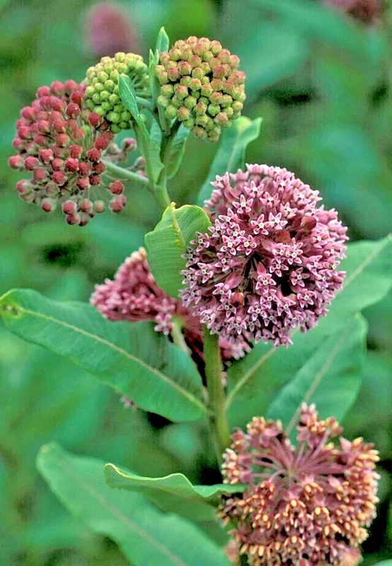 Pink Milkweed Seeds - Asclepias Syriaca, 101 Seeds, Monarch Butterfly Host Plant - Image 1