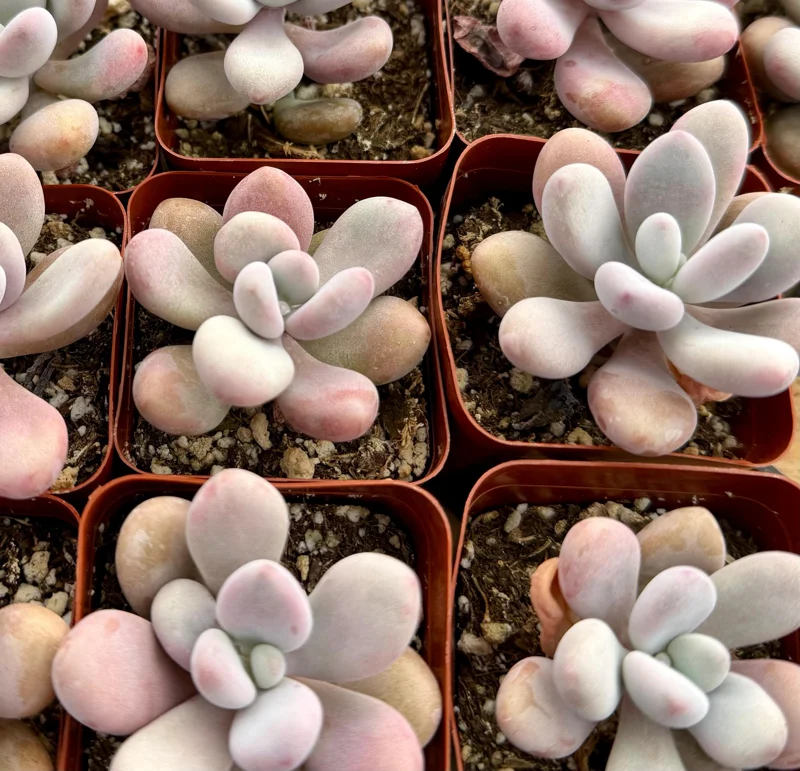 Pink Moonstone Succulent Live Plant - Pachyphytum Oviferum - 2 Inch Pot - Indoor Pink Moonstone Succulent Live Plant - Pachyphytum Oviferum - 2 Inch Pot - Indoor - Image 2