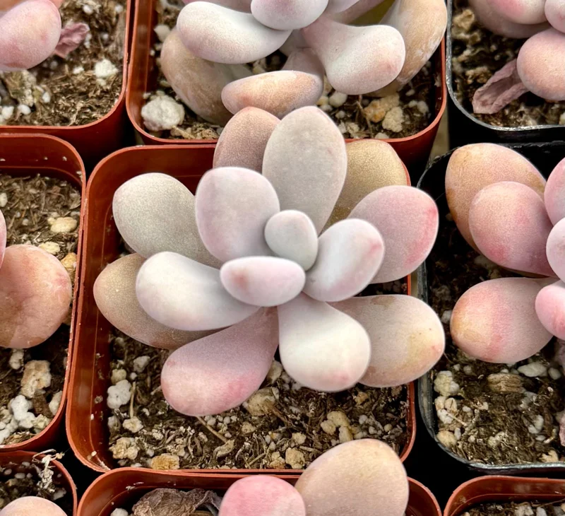 Pink Moonstone Succulent Live Plant - Pachyphytum Oviferum - 2 Inch Pot - Indoor Pink Moonstone Succulent Live Plant - Pachyphytum Oviferum - 2 Inch Pot - Indoor - Image 3
