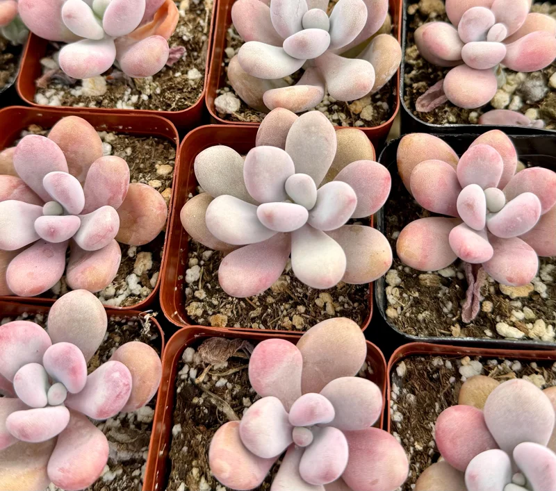 Pink Moonstone Succulent Live Plant - Pachyphytum Oviferum - 2 Inch Pot - Indoor Pink Moonstone Succulent Live Plant - Pachyphytum Oviferum - 2 Inch Pot - Indoor - Image 4