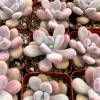 Pink Moonstone Succulent Live Plant - Pachyphytum Oviferum - 2 Inch Pot - Indoor Pink Moonstone Succulent Live Plant - Pachyphytum Oviferum - 2 Inch Pot - Indoor - Image 1