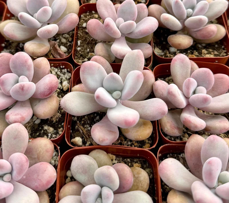 Pink Moonstone Succulent Live Plant - Pachyphytum Oviferum - 2 Inch Pot - Indoor Pink Moonstone Succulent Live Plant - Pachyphytum Oviferum - 2 Inch Pot - Indoor - Image 1