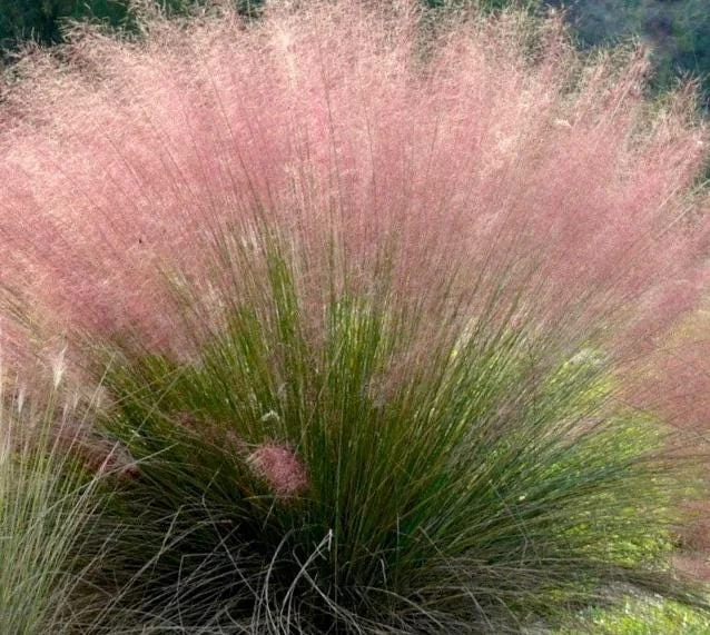 Pink Muhly Grass Live Plant – Ornamental Grass Perennial, 4-6 Inch Tall, Outdoor Garden - Image 2