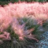 Pink Muhly Grass Live Plant – Ornamental Grass Perennial, 4-6 Inch Tall, Outdoor Garden - Image 1