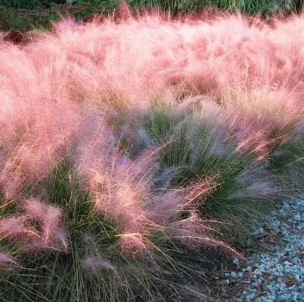 Pink Muhly Grass Live Plant – Ornamental Grass Perennial, 4-6 Inch Tall, Outdoor Garden - Image 1