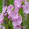 Pink Musk Mallow Seeds - 102 Malva Moschata Flower Seeds - Easy Grow Perennial - Image 1