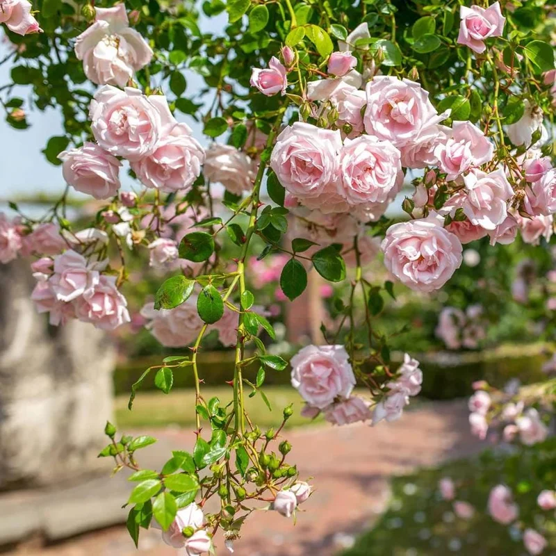 Pink New Dawn Climbing Rose Live Plant – 4-7 Inch Tall Fragrant Outdoor Bush Pink New Dawn Climbing Rose Live Plant – 4-7 Inch Tall Fragrant Outdoor Bush - Image 2