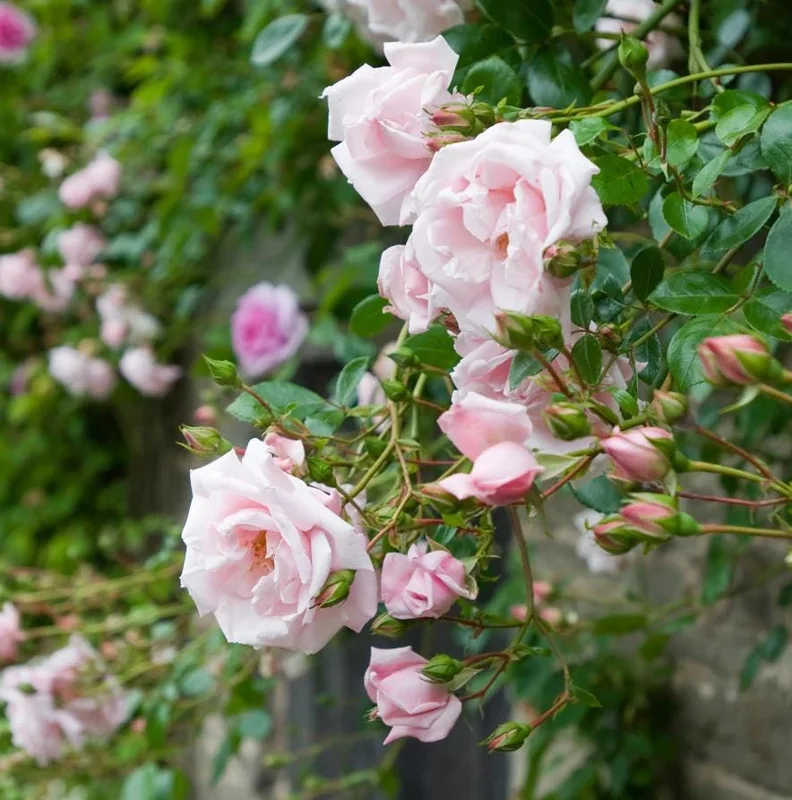 Pink New Dawn Climbing Rose Live Plant – 4-7 Inch Tall Fragrant Outdoor Bush Pink New Dawn Climbing Rose Live Plant – 4-7 Inch Tall Fragrant Outdoor Bush - Image 3