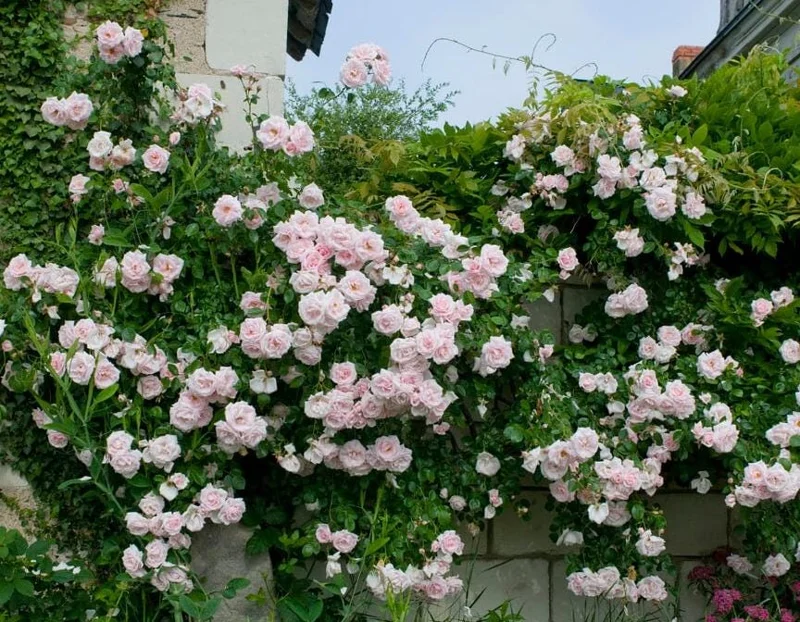 Pink New Dawn Climbing Rose Live Plant – 4-7 Inch Tall Fragrant Outdoor Bush Pink New Dawn Climbing Rose Live Plant – 4-7 Inch Tall Fragrant Outdoor Bush - Image 4