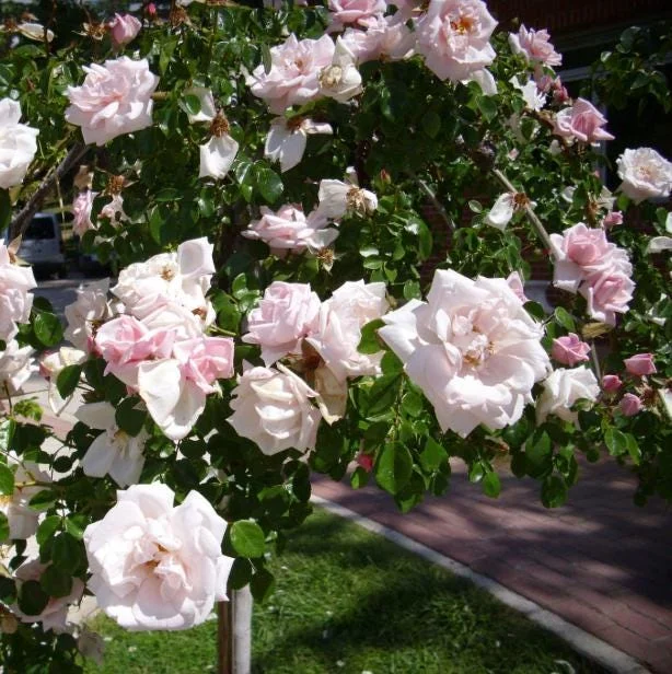 Pink New Dawn Climbing Rose Live Plant – 4-7 Inch Tall Fragrant Outdoor Bush Pink New Dawn Climbing Rose Live Plant – 4-7 Inch Tall Fragrant Outdoor Bush - Image 6