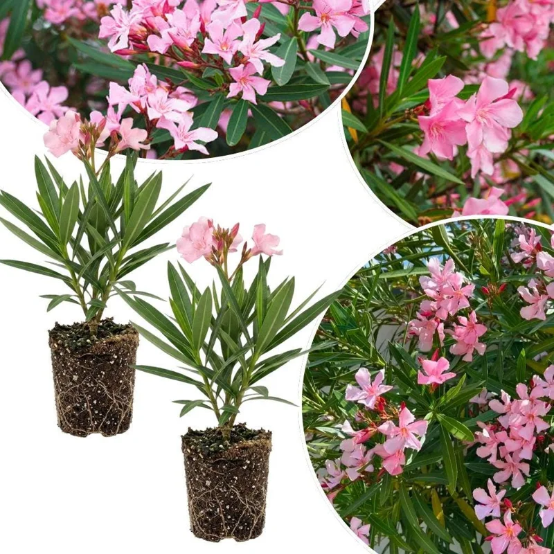 Pink Oleander Live Plant 4-6 Inches Tall - Outdoor Flowering Shrub - Image 2