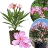 Pink Oleander Live Plant 4-6 Inches Tall - Outdoor Flowering Shrub - Image 1