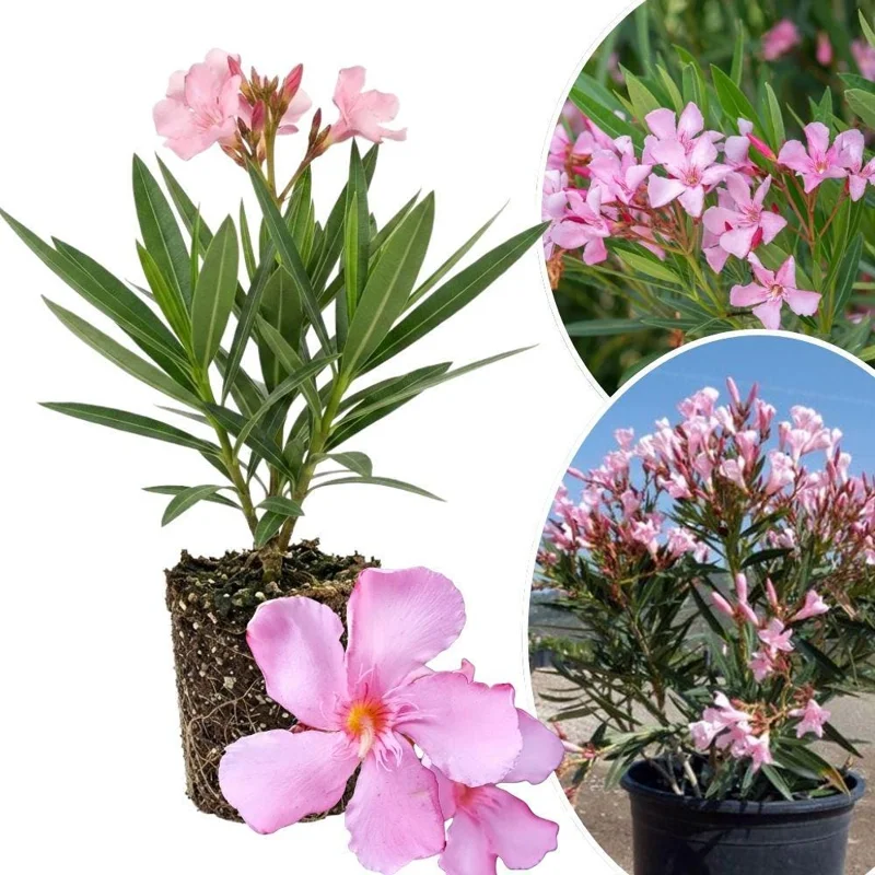 Pink Oleander Live Plant 4-6 Inches Tall - Outdoor Flowering Shrub - Image 1