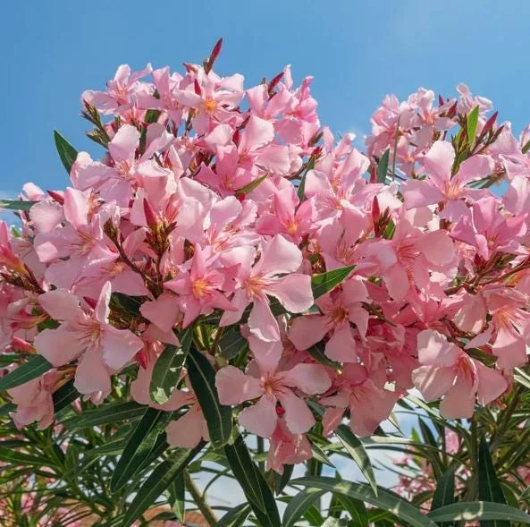 Pink Oleander Live Plant - Evergreen Shrub, 4-6 Inch Tall Pink Oleander Live Plant - Evergreen Shrub, 4-6 Inch Tall - Image 2