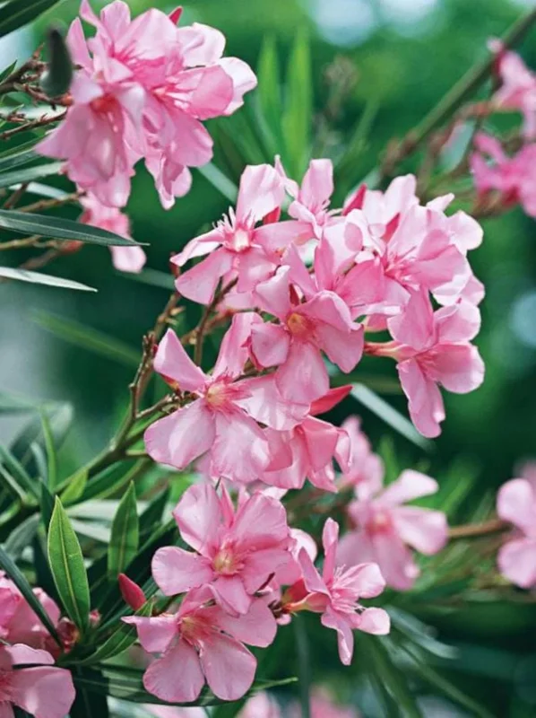 Pink Oleander Live Plant - Evergreen Shrub, 4-6 Inch Tall Pink Oleander Live Plant - Evergreen Shrub, 4-6 Inch Tall - Image 3