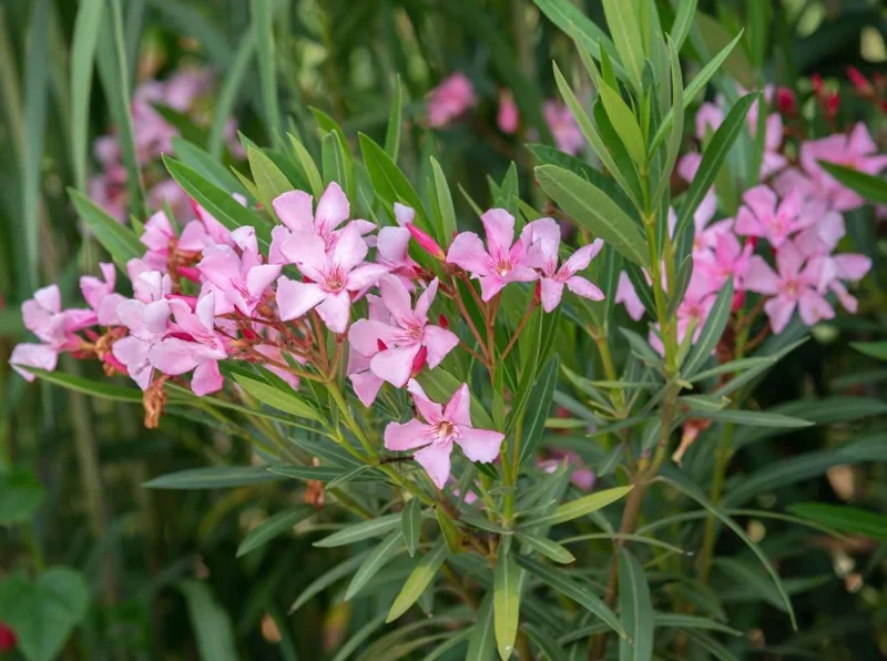 Pink Oleander Live Plant - Evergreen Shrub, 4-6 Inch Tall Pink Oleander Live Plant - Evergreen Shrub, 4-6 Inch Tall - Image 4
