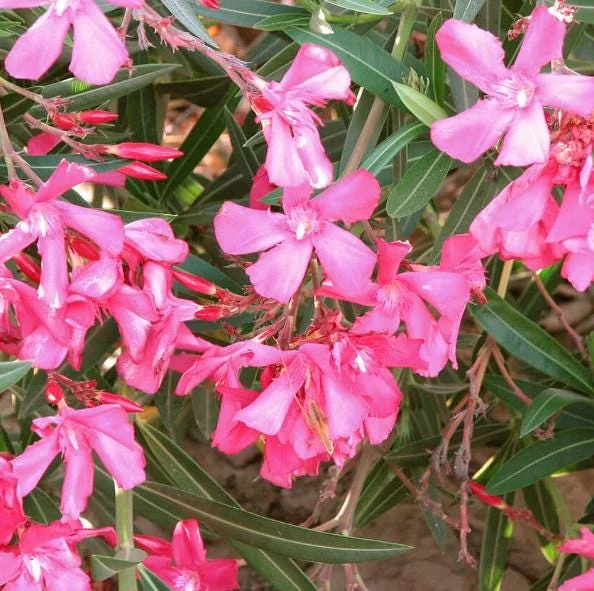 Pink Oleander Live Plant - Evergreen Shrub, 4-6 Inch Tall Pink Oleander Live Plant - Evergreen Shrub, 4-6 Inch Tall - Image 5
