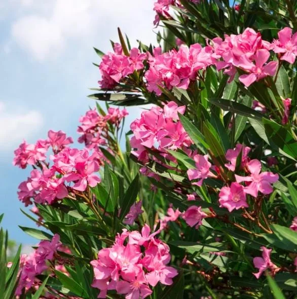 Pink Oleander Live Plant - Evergreen Shrub, 4-6 Inch Tall Pink Oleander Live Plant - Evergreen Shrub, 4-6 Inch Tall - Image 6