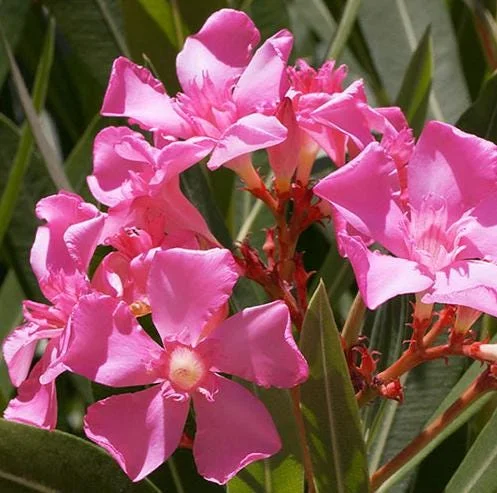 Pink Oleander Live Plant - Evergreen Shrub, 4-6 Inch Tall Pink Oleander Live Plant - Evergreen Shrub, 4-6 Inch Tall - Image 7